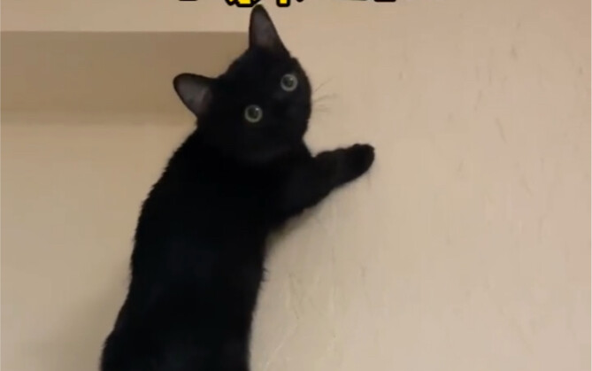 Has my cat been watching too much Spider-Man?