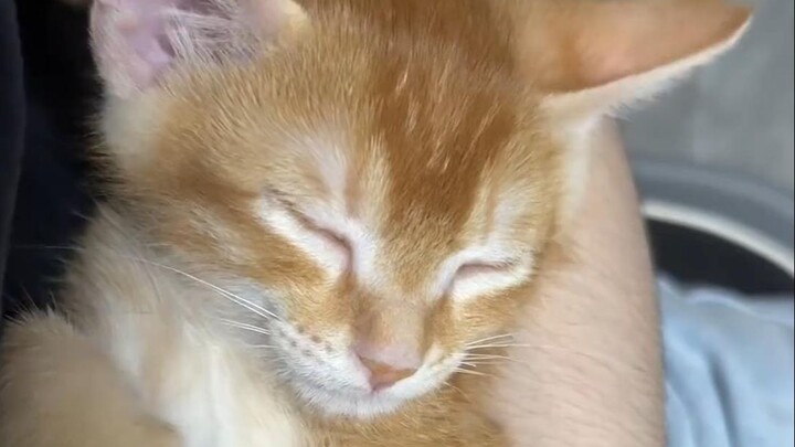 Kucing kecil yang lelah bermain akhirnya tertidur di pelukanku selama lebih dari satu jam—dia benar-