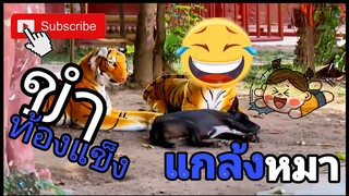 คลิปแกล้งหมา ฮ่าๆ กอนนอน😂 งานนี้มีท้องแข็ง #แกล้งหมา #คลิปฮาๆ
