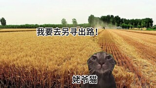 【猫meme】关于姥爷成为医生的前传