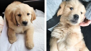 😍 Adorable Golden Babies That Will Make Your Day 🐶🐶 | Cute Puppies