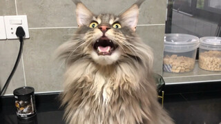 [Động vật]Cuộc sống cùng mèo Maine Coon|What to expect&prepare for