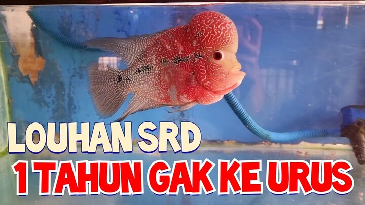 KONDISI LOUHAN GAK KE URUS..TAMBAH MERAH