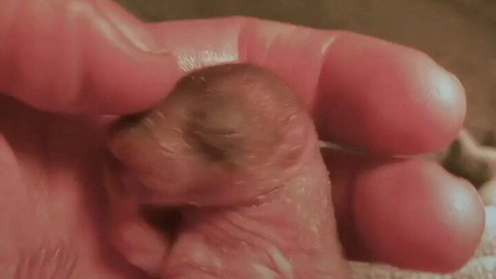 A baby squirrel that hadn’t even grown its fur fell by the roadside... not only did it survive, but 