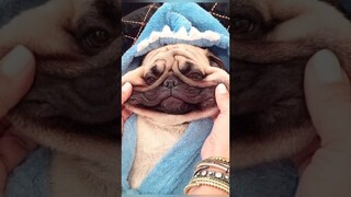 Funny animals 2023😆 - Funniest Cats and Dogs Video🐕🐈234 #shorts