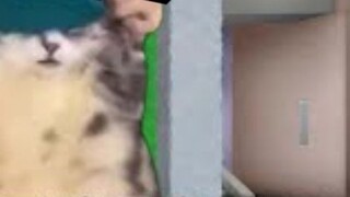 【لحوم مطبوخة】 النتيجة التي تنتظر الطلاب الذين يذهبون للدراسة في الصين بناءً على الحدس | ميم القط