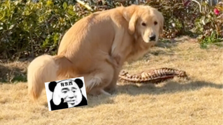 @Your good buddy dog is here to see the bee-dressed dog!