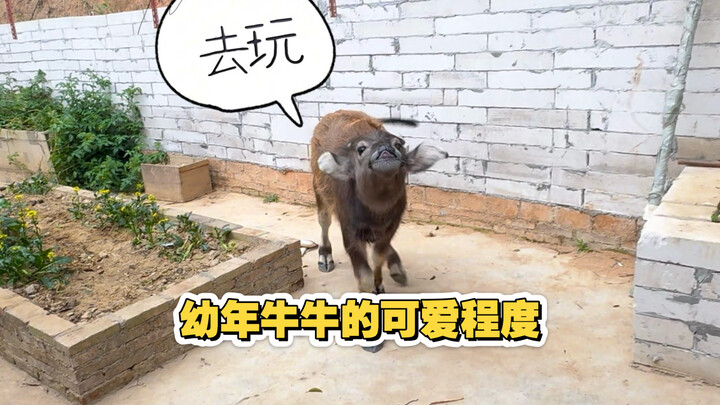 Let the city folks see just how adorable Niuniu was as a kid!