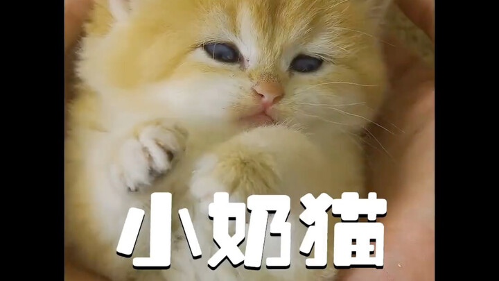 Nhà bỗng xuất hiện một chú mèo con bé xíu, lập tức khiến anh chàng vốn ghét mèo phải “đổ gục”, hài q