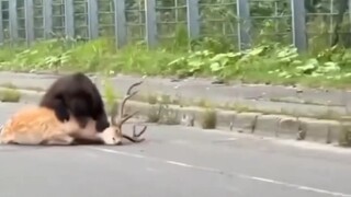 Japan Officially Enters the "Bear Era"