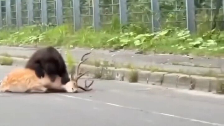 Jepang secara resmi memasuki Era Beruang.