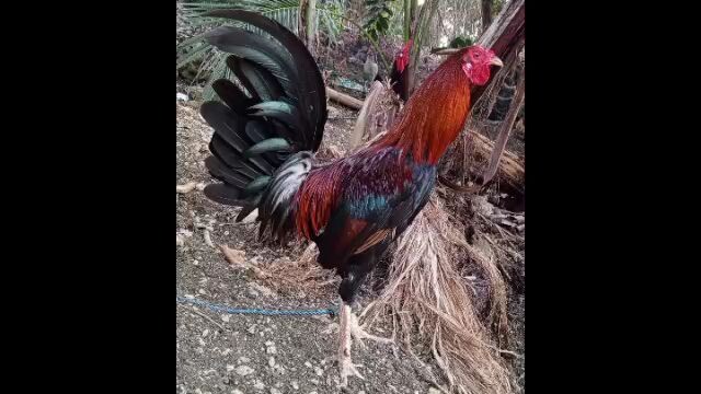 ugly but deadly line