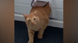 [Satwa] Kompilasi Video Imut Para Kucing