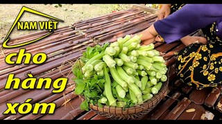 Cây nhà lá vườn cho hàng xóm (nhật ký ngày cách ly) Nam Việt 1604