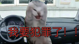 【Cat meme】My dad arranged a blind date for me (the other party was underage)