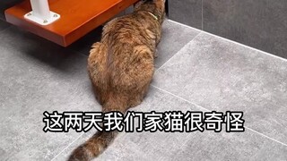 قطتي جلبت ضفدعًا 🐸 إلى المنزل!