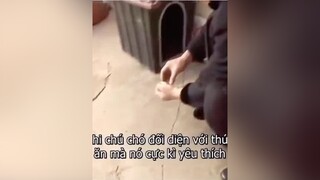 p2 .vào youtube để xem nhiều video cảm động về tình yêu động vật nhéchókhôn động_vật_cute
