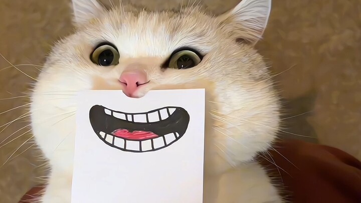 تعبيرات القطط الغنية