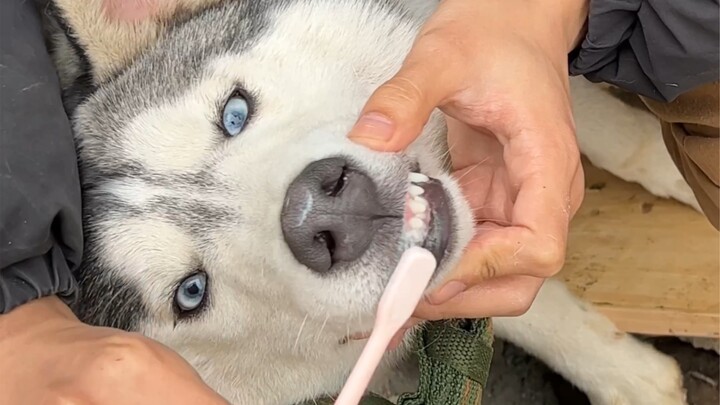 พี่น้องทั้งหลาย น่ากลัวมาก! หมาจรจัดตัวนี้มีเหตุผลที่มันกลายเป็นแบบนี้…