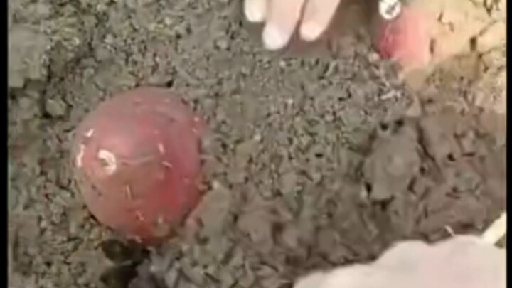 لم أكن أتوقع أن يصدر من البطاطا الحلوة صوت، ولا أن يكون صوتها هكذا!