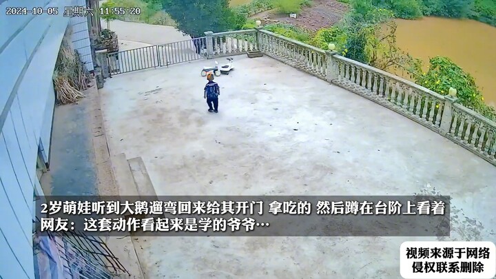 หนูน้อยวัย 2 ขวบสุดน่าเอ็นดู ได้ยินเสียงห่านตัวใหญ่เดินเล่นกลับมา ก็รีบเปิดประตูให้ หยิบอาหารมาให้ แ