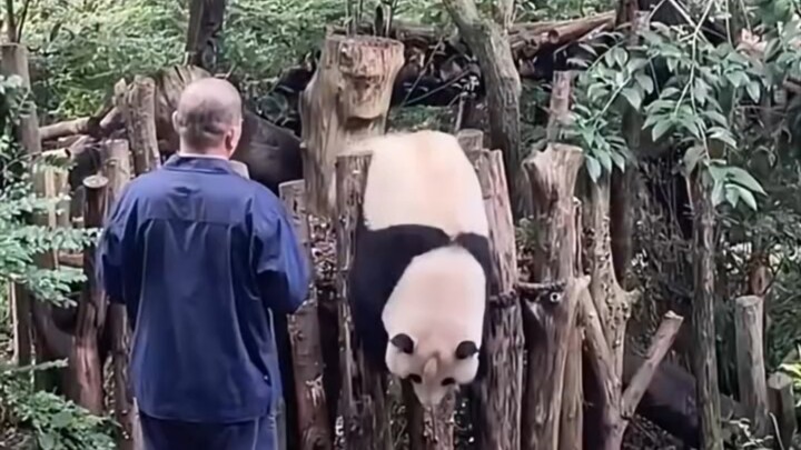 Hua Hua: Grandpa Tan, was that step back of yours serious?