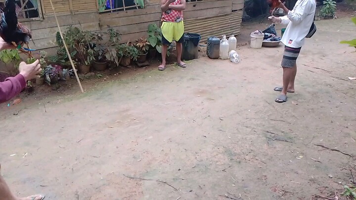 panalo nanaman...6 months..palang ang manok ko ....🐓🐓🐓
