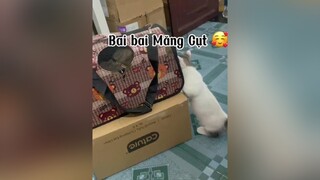 Bai Bé Măng Cụt nha. YÊUUUU mèo cute cat