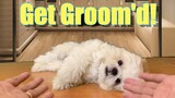 My Dog Needs to Be Groomed! | Cute & Funny Shih Tzu Dog Video