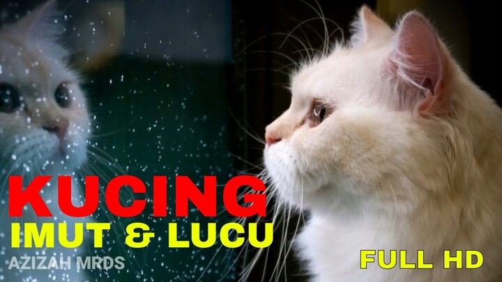 Video Kucing Lucu dan Imut dengan Musik Tiktok Populer terbaru 2020