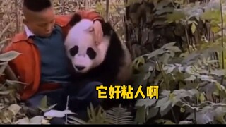 Ngày xưa, người Tứ Xuyên đã nuôi gấu trúc