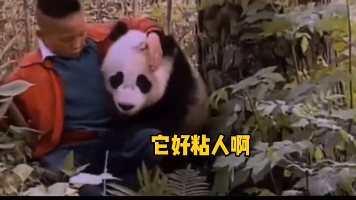 In the past, Sichuan people picked up pandas