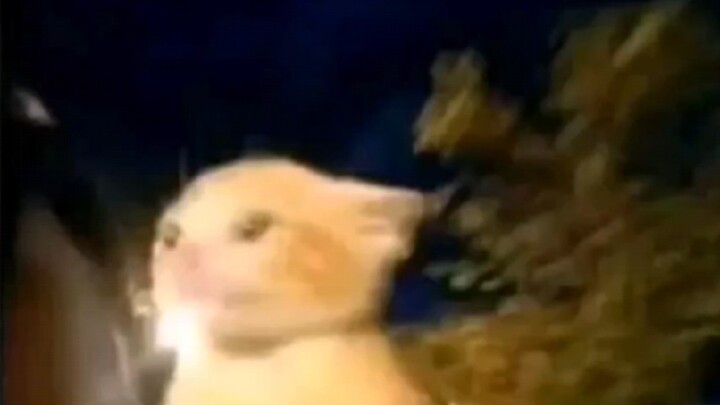 Văn học mèo đầy hơi thở tự do