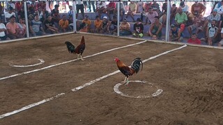 1 cock Derby