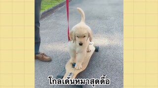 เพื่อนตัวน้อยแสนซน : โกลเด้นหมาสุดดื้อ