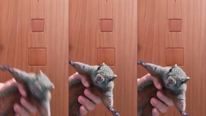 【Hewan Peliharaan Imut】Tupai yang Terpaksa Bekerja