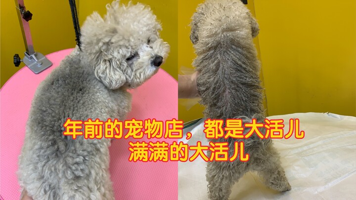 Pet shops years ago all had big, lively animals.