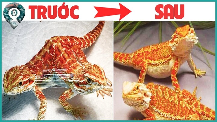 10 Ninja Trong Thế Giới Động Vật Sở Hữu Thuật PHÂN THÂN Thượng Thừa Khiến Loài Người Phải Cúi Đầu