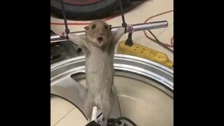 "Wah keren wah keren"