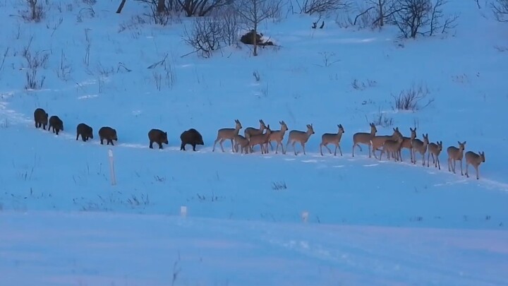 A spectacle: roe deer and wild boars march in single-file through the snowy fields.