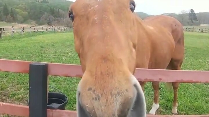 Vẫn muốn được áp sát chiếc xe buýt cây to của em.