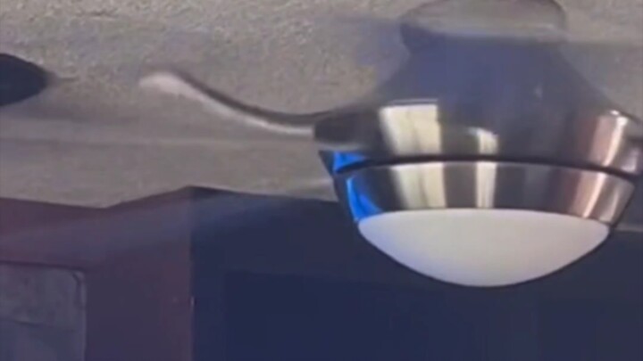 [Snake: You’re the one laughing?] Tornado smashes snake’s head—but it’s the human who completely los