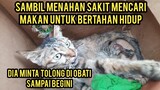 Astagfirullah Kucing Jalanan Minta Tolong Di Obati Karena Kakinya Sakit Sampai harus Di amputasi..!