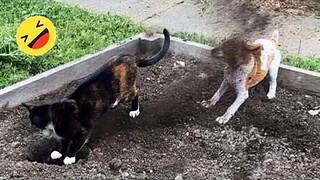 Funniest Cats And Dogs Videos 😁 - Best Funny Animal Videos 2023 🥰