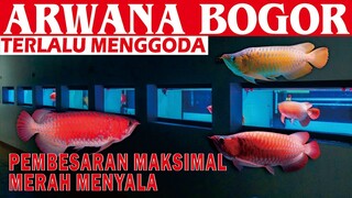 PEMBESARAN ARWANA DI BOGOR MERAH MENYALA MENGGODA PENGHOBI ARWANA SUPER RED