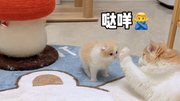 The little lazy cat takes its first steps on the ground, tiptoeing with every careful step.