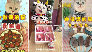 รวบรวมวิดีโอแมวน่ารักและตลก 😍🐶 แมวไม่ใช่แค่สัตว์แต่ยังเป็นเพื่อนกัน - ตอนที่ 80