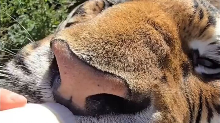 Tiger: I’m just a slightly bigger Hajime.