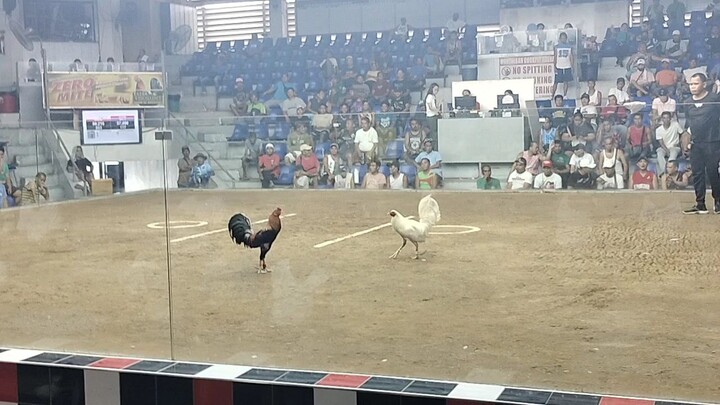 white kelso. personal breed