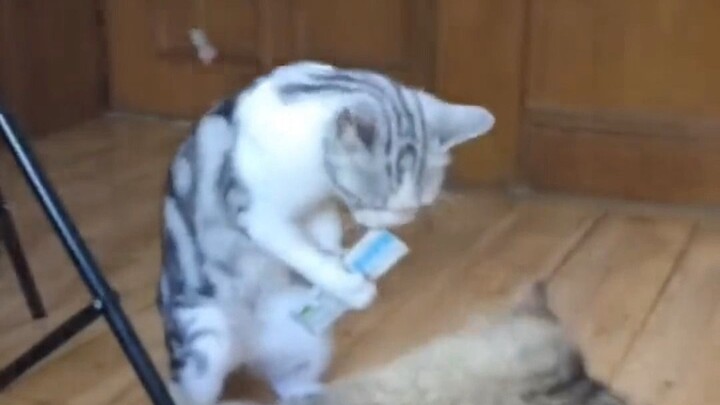 Cat: Let’s join the glorious evolution together!